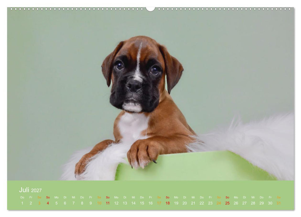 Boxer Welpen einfach zuckersüß (CALVENDO Premium Wandkalender 2027)