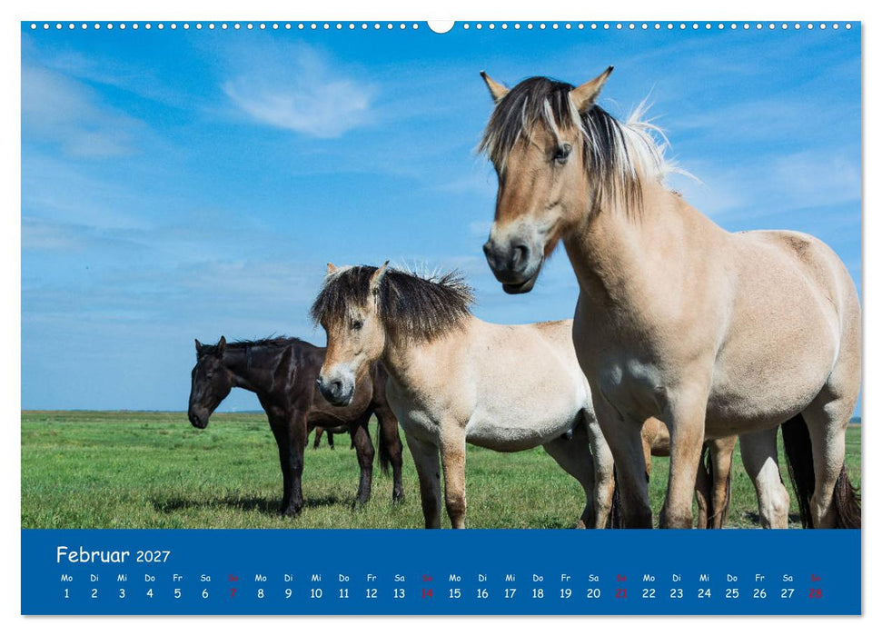 Besuch auf Hiddensee (CALVENDO Wandkalender 2027)