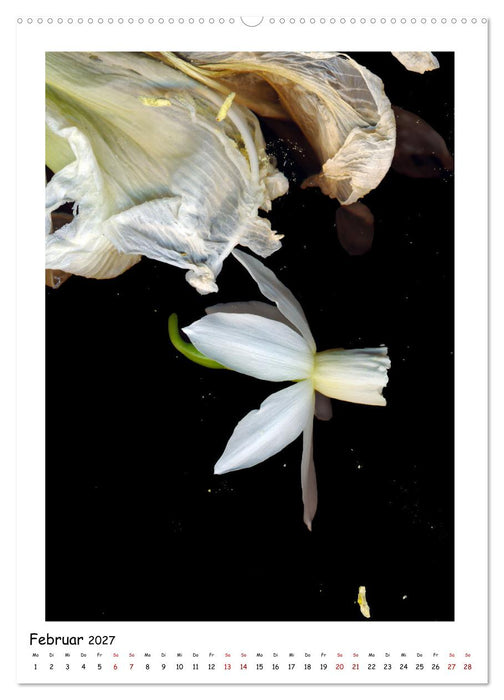 Blüten, toxisch aber wunderschön (CALVENDO Wandkalender 2027)