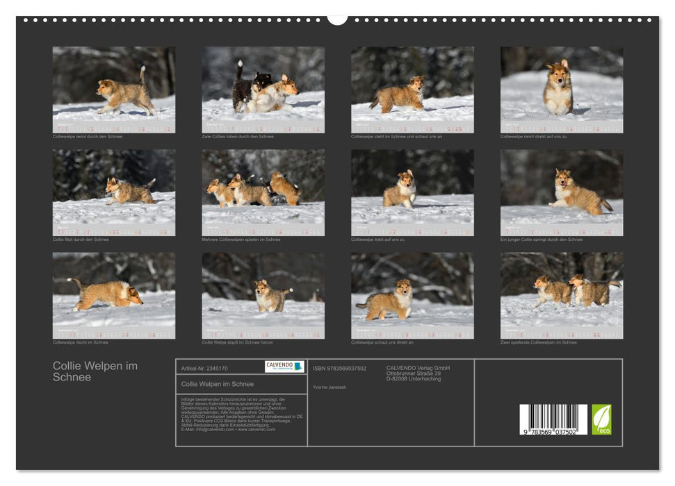 Collie Welpen im Schnee (CALVENDO Premium Wandkalender 2027)