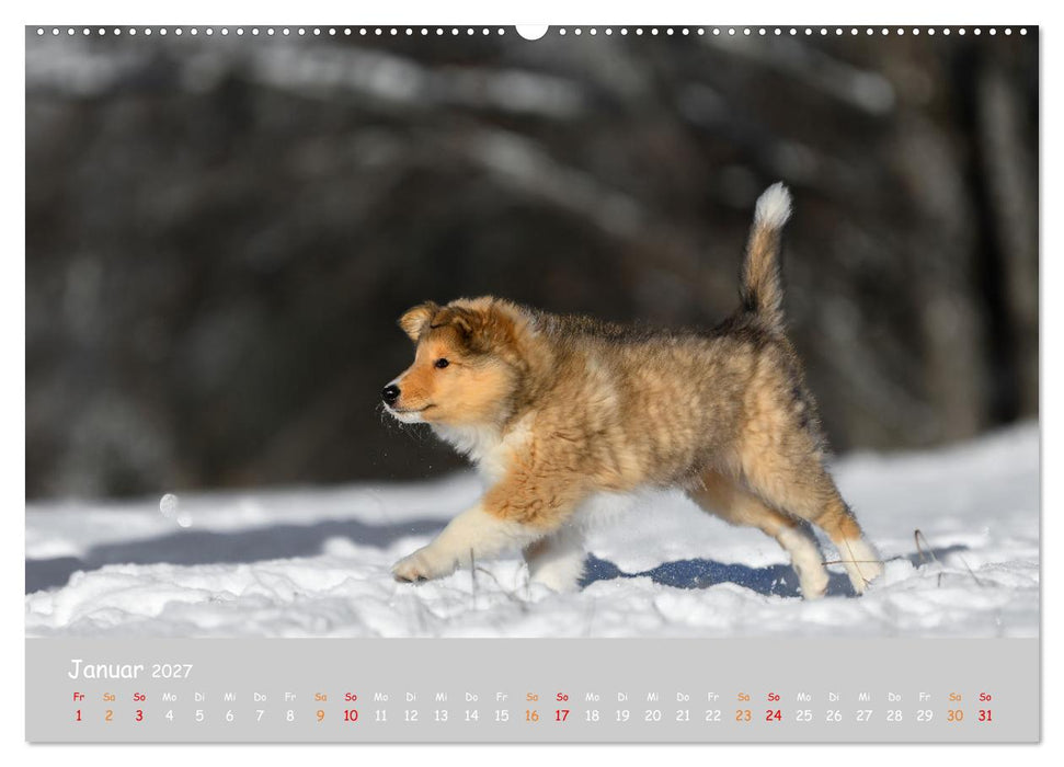 Collie Welpen im Schnee (CALVENDO Premium Wandkalender 2027)
