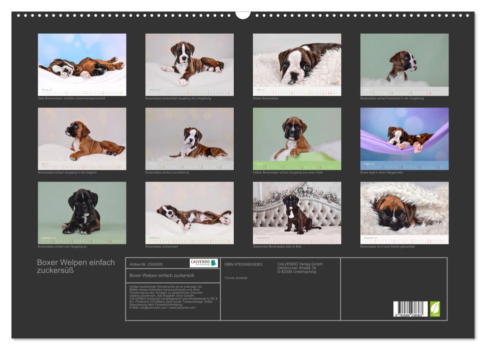 Boxer Welpen einfach zuckersüß (CALVENDO Wandkalender 2027)