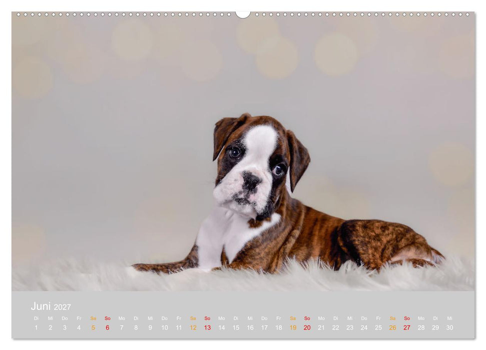 Boxer Welpen einfach zuckersüß (CALVENDO Wandkalender 2027)