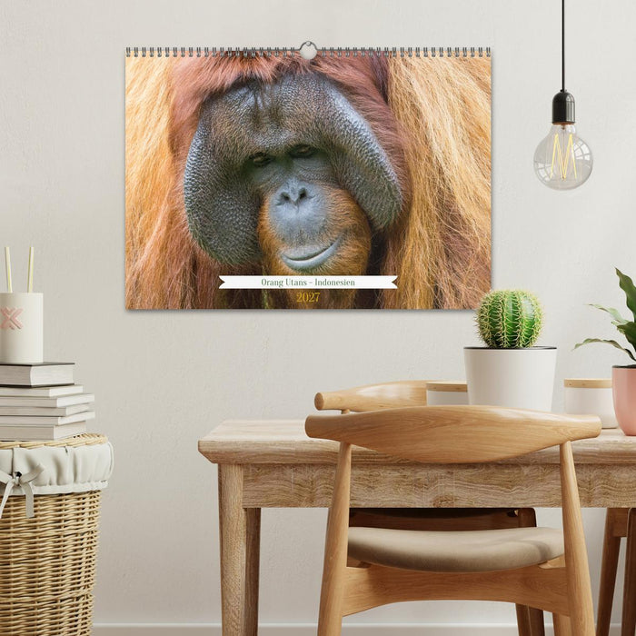 Orang Utans - Indonesien (CALVENDO Wandkalender 2027)