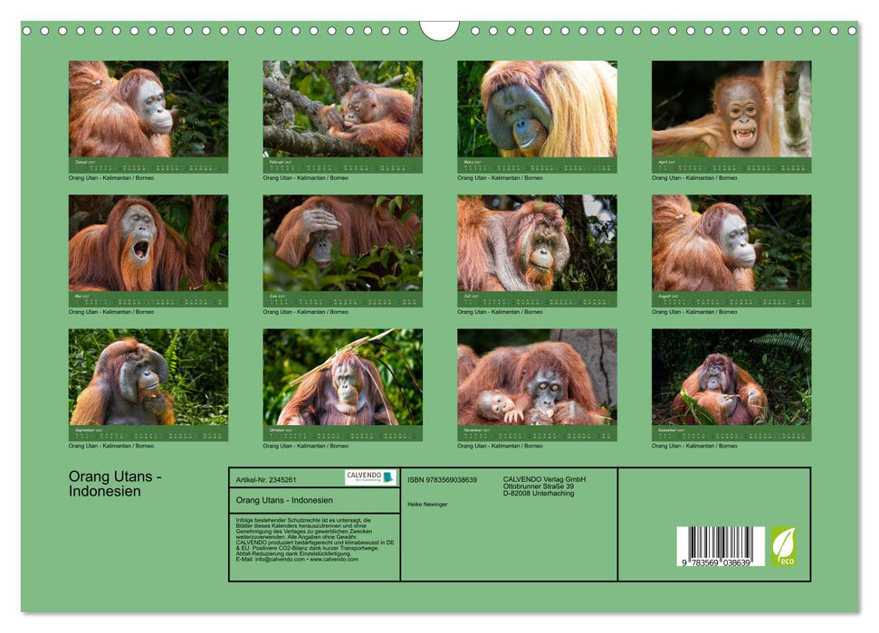 Orang Utans - Indonesien (CALVENDO Wandkalender 2027)