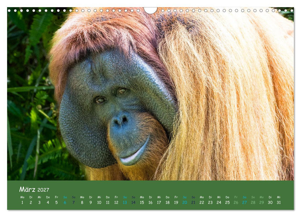 Orang Utans - Indonesien (CALVENDO Wandkalender 2027)