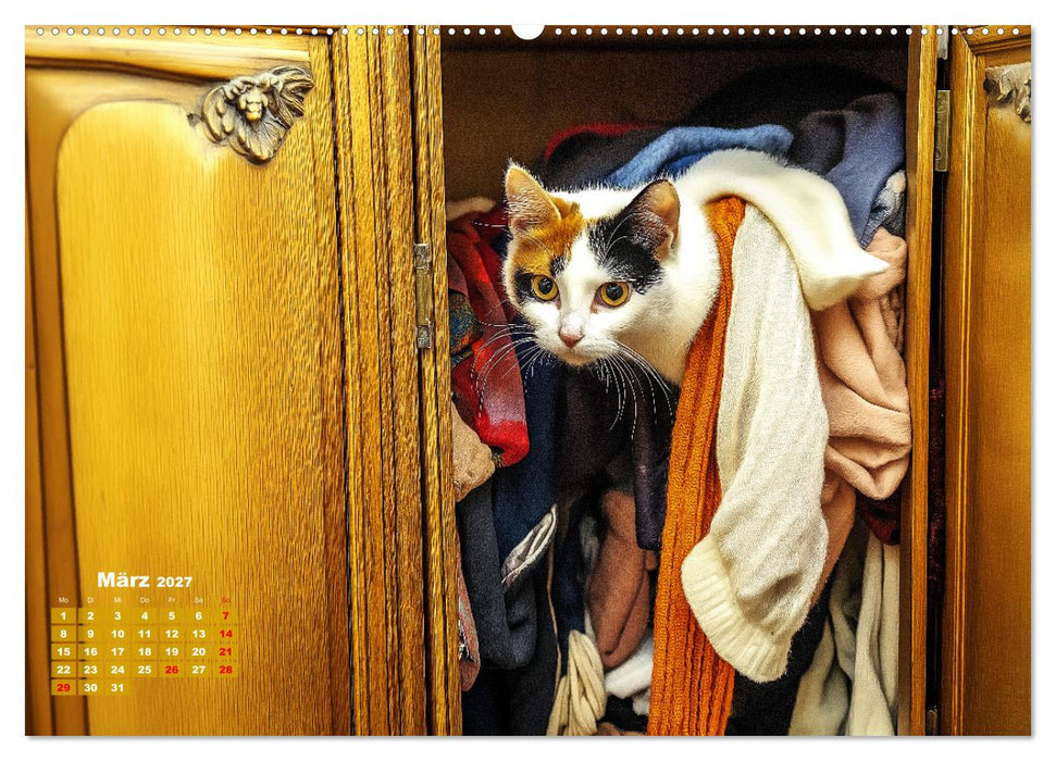 Momente eines Katzenbesitzers - Chaos der Samtpfoten (CALVENDO Wandkalender 2027)