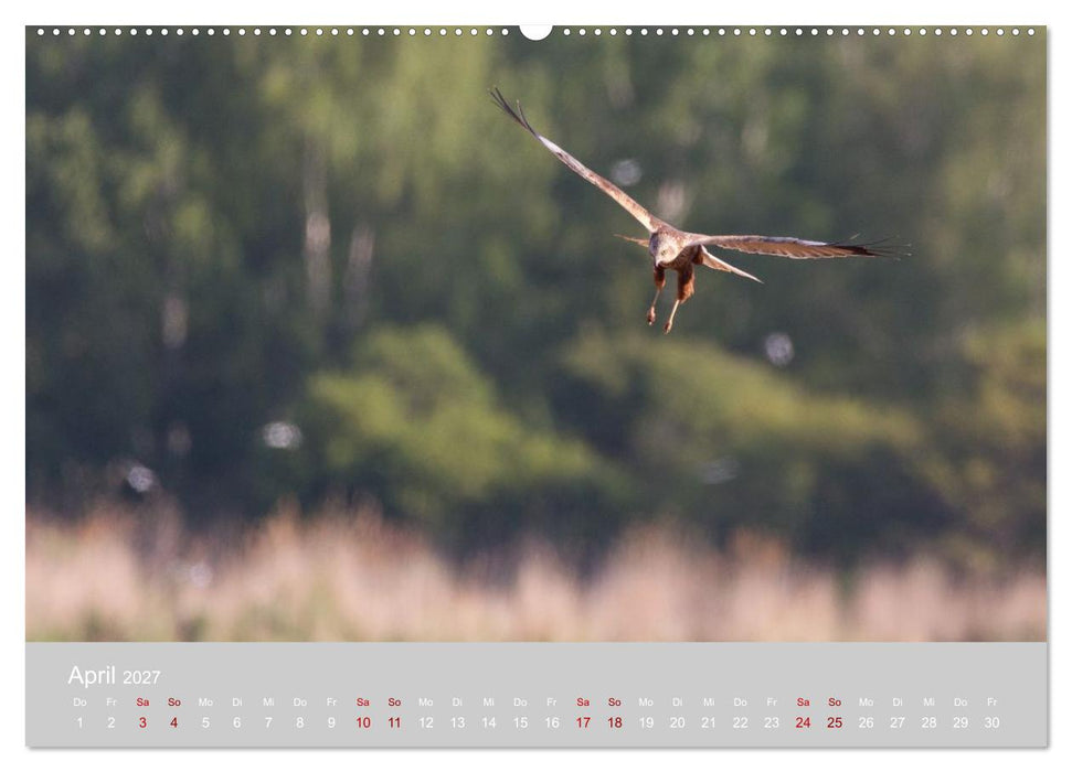 Greifer in Aktion (CALVENDO Premium Wandkalender 2027)