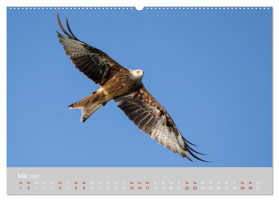 Greifer in Aktion (CALVENDO Premium Wandkalender 2027)