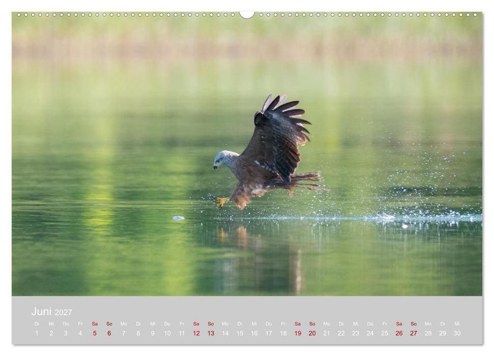 Greifer in Aktion (CALVENDO Premium Wandkalender 2027)