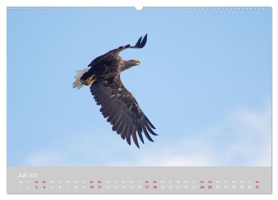 Greifer in Aktion (CALVENDO Premium Wandkalender 2027)