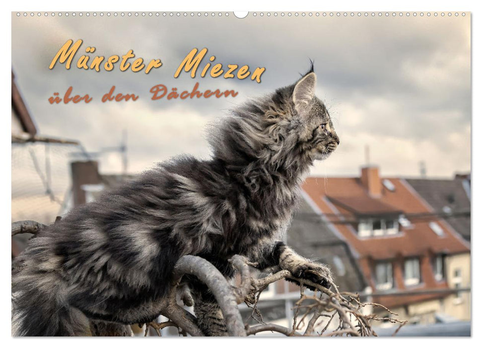 Münster Miezen - über den Dächern (CALVENDO Wandkalender 2027)