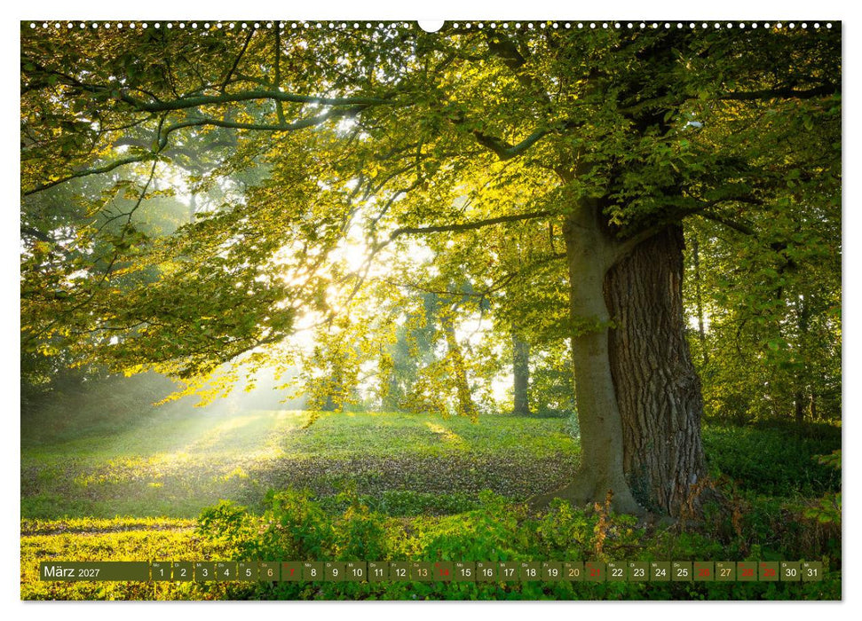 Herbst im Dieskauer Park (CALVENDO Premium Wandkalender 2027)