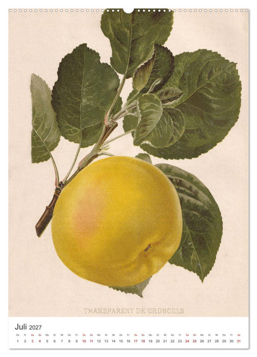 Alte Obstsorten - Äpfel 2027 (CALVENDO Premium Wandkalender 2027)