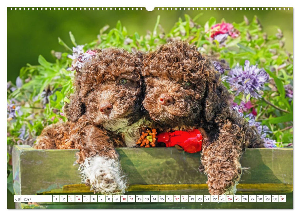 Lagotto Romagnolo Welpen - Sieben kleine Weltentdecker auf großer Fahrt (CALVENDO Premium Wandkalender 2027)