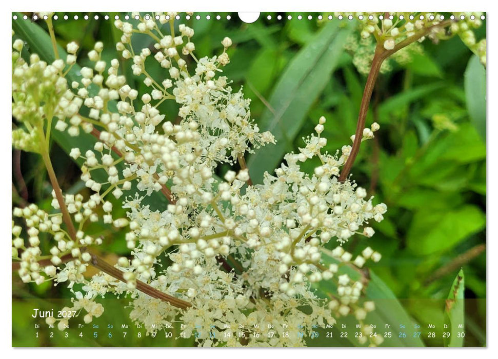"Moorträume - Naturschönheit in Bildern" (CALVENDO Wandkalender 2027)