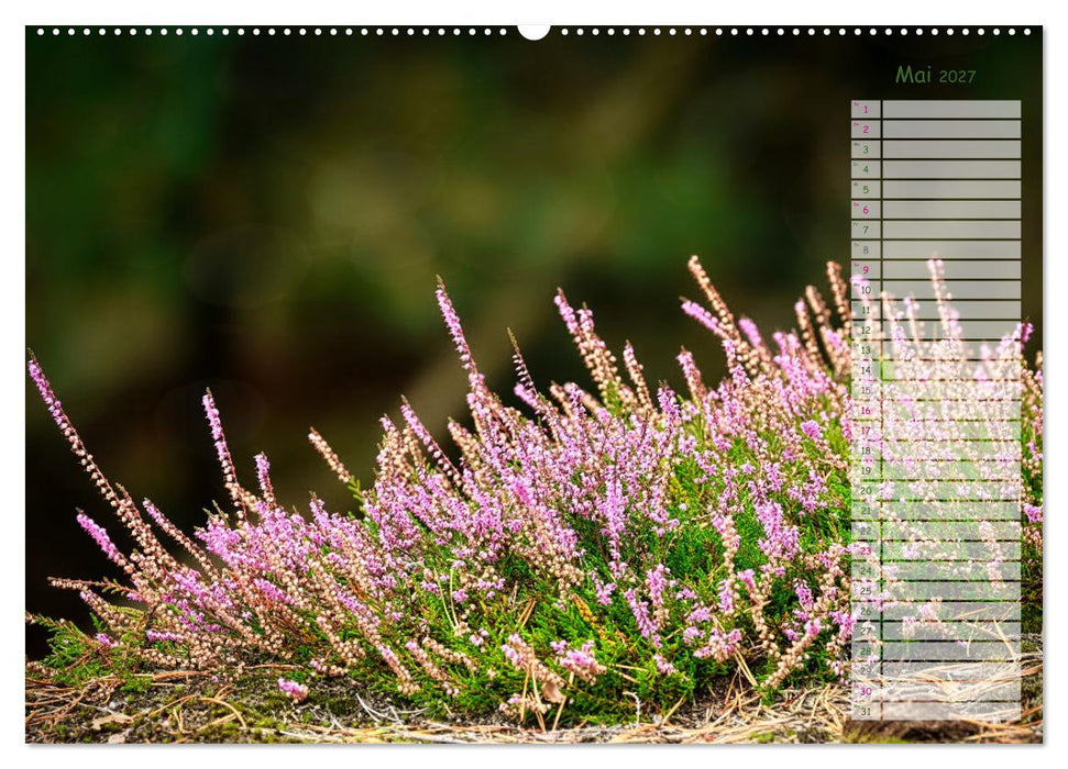 Heidespaziergang (CALVENDO Wandkalender 2027)