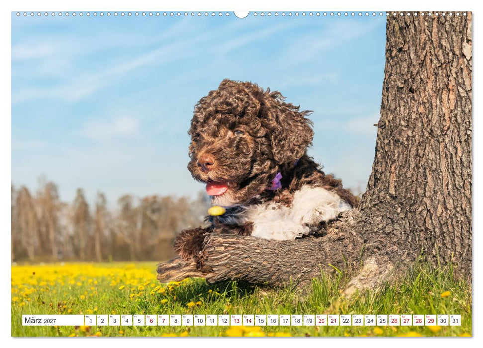 Lagotto Romagnolo Welpen - Sieben kleine Weltentdecker auf großer Fahrt (CALVENDO Wandkalender 2027)
