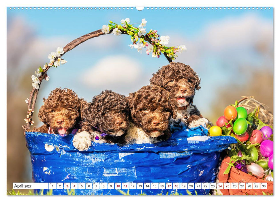 Lagotto Romagnolo Welpen - Sieben kleine Weltentdecker auf großer Fahrt (CALVENDO Wandkalender 2027)