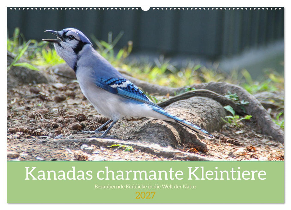 Kanadas charmante Kleintiere - Bezaubernde Einblicke in die Natur (CALVENDO Wandkalender 2027)