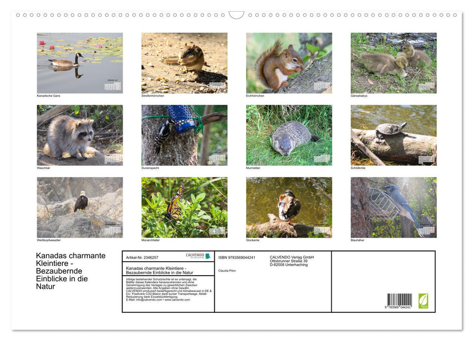 Kanadas charmante Kleintiere - Bezaubernde Einblicke in die Natur (CALVENDO Wandkalender 2027)