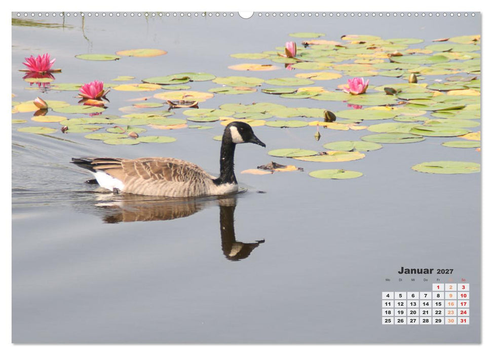 Kanadas charmante Kleintiere - Bezaubernde Einblicke in die Natur (CALVENDO Wandkalender 2027)