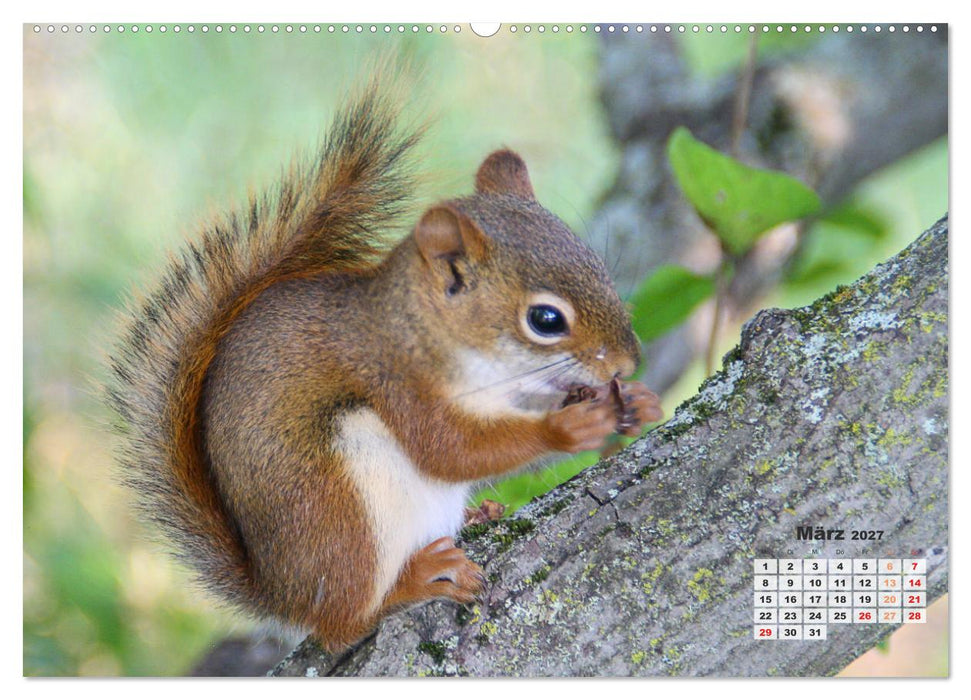 Kanadas charmante Kleintiere - Bezaubernde Einblicke in die Natur (CALVENDO Wandkalender 2027)