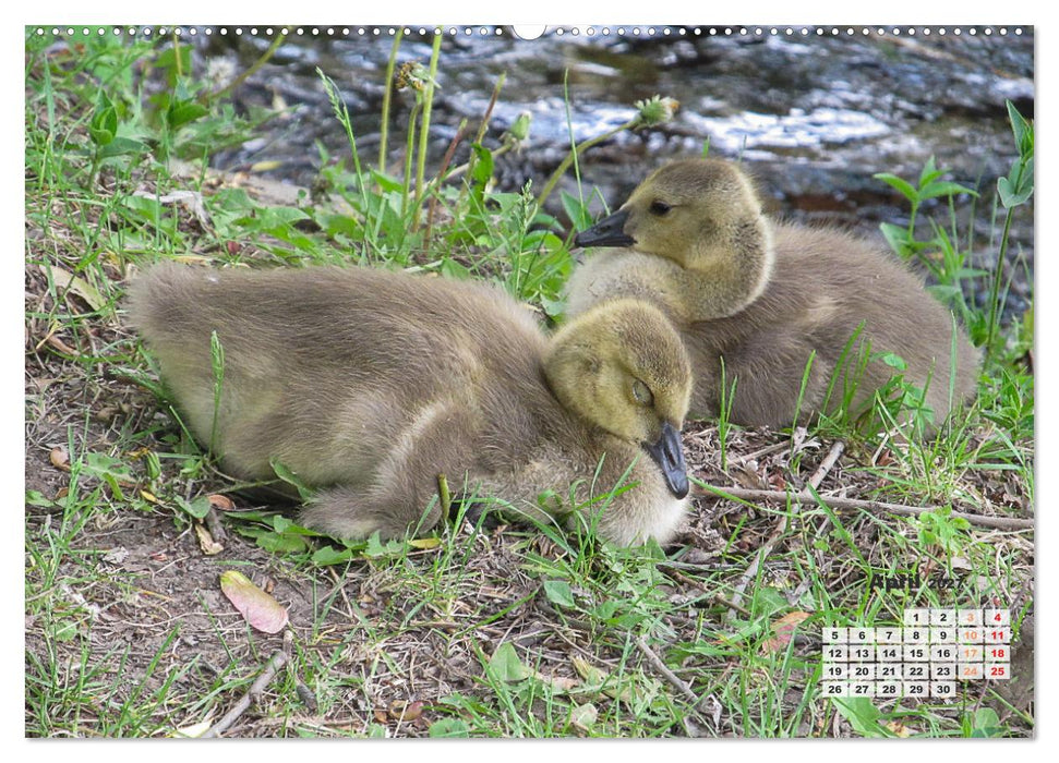 Kanadas charmante Kleintiere - Bezaubernde Einblicke in die Natur (CALVENDO Wandkalender 2027)