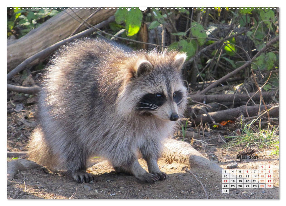 Kanadas charmante Kleintiere - Bezaubernde Einblicke in die Natur (CALVENDO Wandkalender 2027)