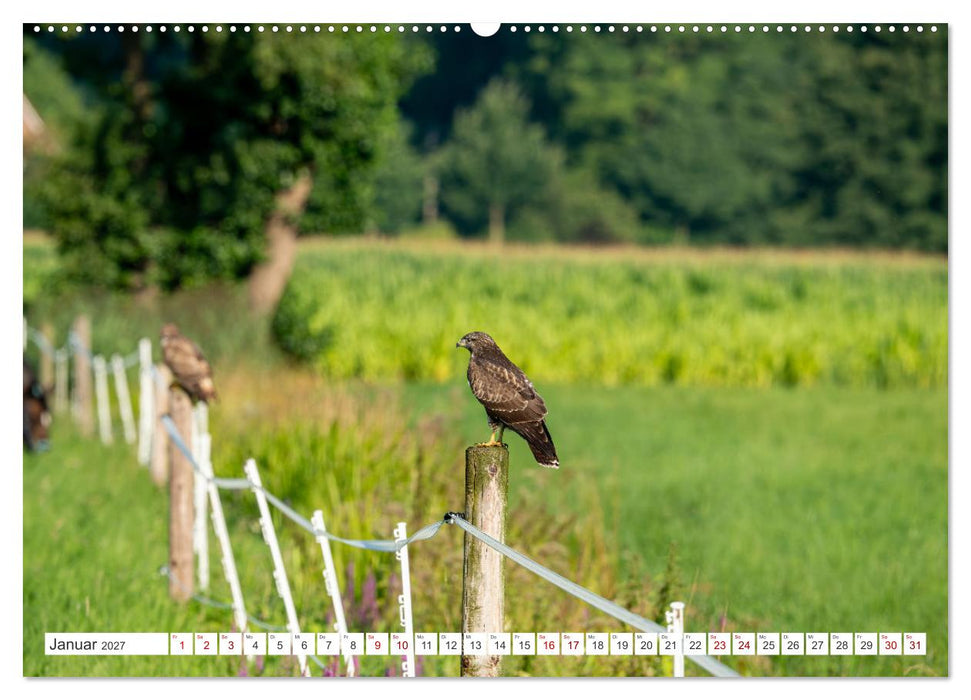 Wildvögel 2027 (CALVENDO Premium Wandkalender 2027)