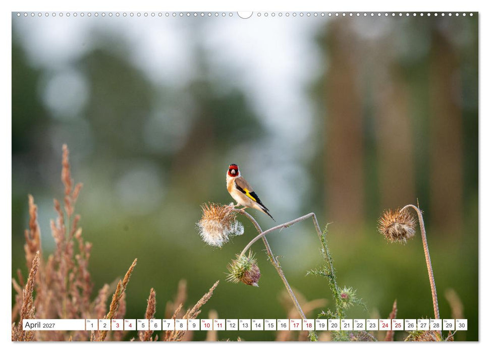 Wildvögel 2027 (CALVENDO Premium Wandkalender 2027)