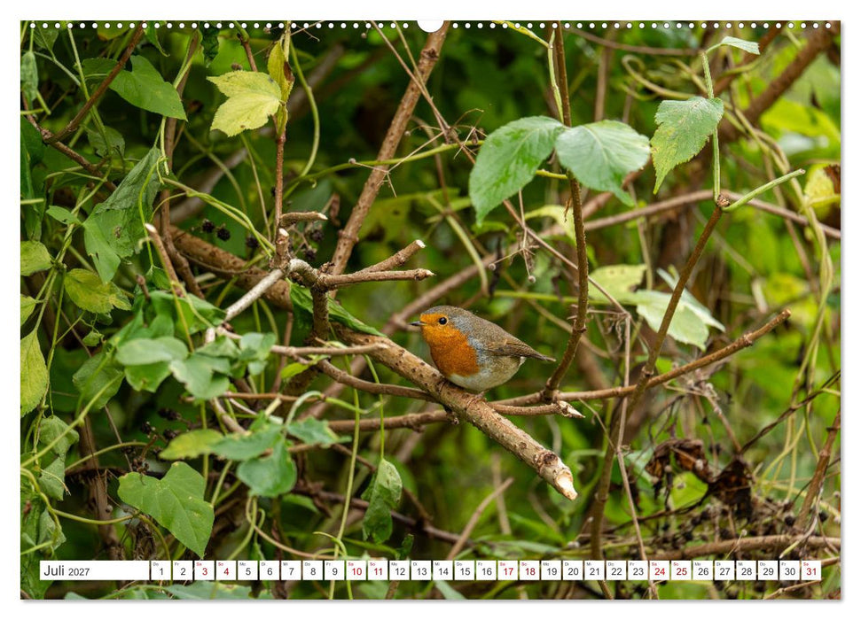 Wildvögel 2027 (CALVENDO Premium Wandkalender 2027)
