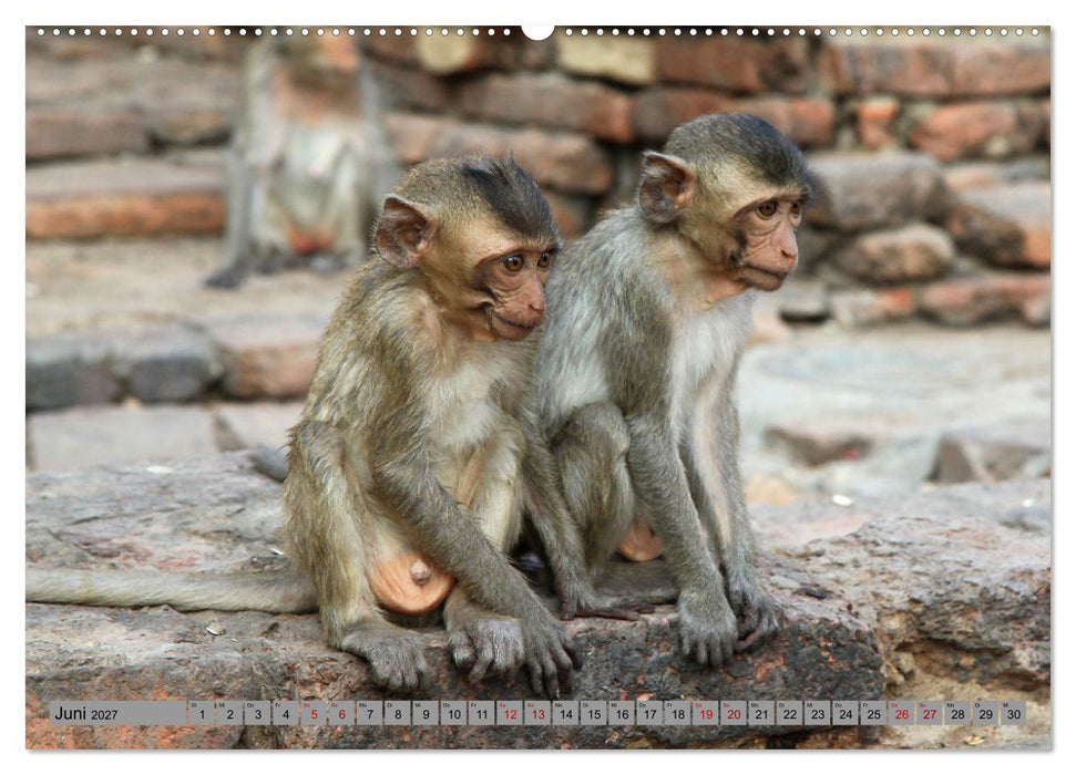 AFFEN AUS ASIEN Indonesien, Thailand, Indien (CALVENDO Wandkalender 2027)