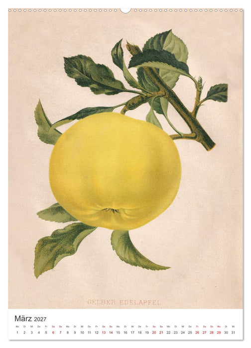 Alte Obstsorten - Äpfel 2027 (CALVENDO Wandkalender 2027)