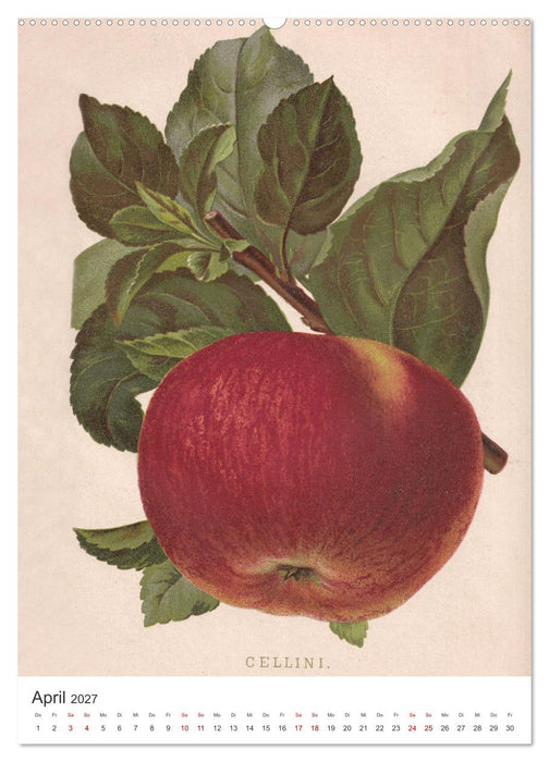 Alte Obstsorten - Äpfel 2027 (CALVENDO Wandkalender 2027)
