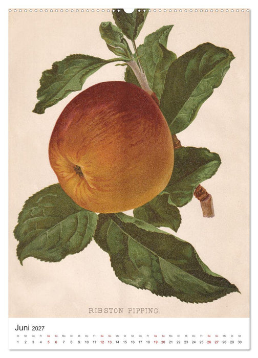 Alte Obstsorten - Äpfel 2027 (CALVENDO Wandkalender 2027)