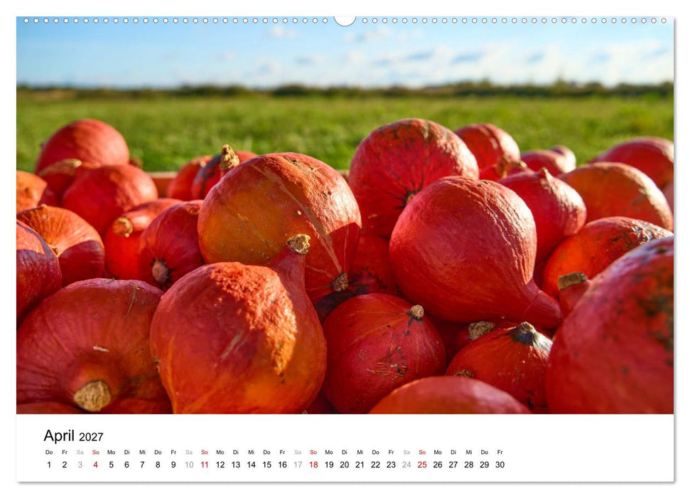KÜRBIS KALENDER - Die schönsten Kürbisse des Jahres (CALVENDO Wandkalender 2027)