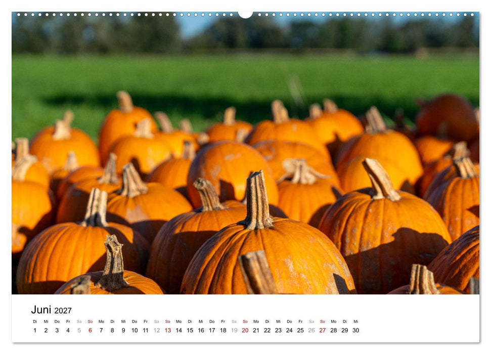 KÜRBIS KALENDER - Die schönsten Kürbisse des Jahres (CALVENDO Wandkalender 2027)
