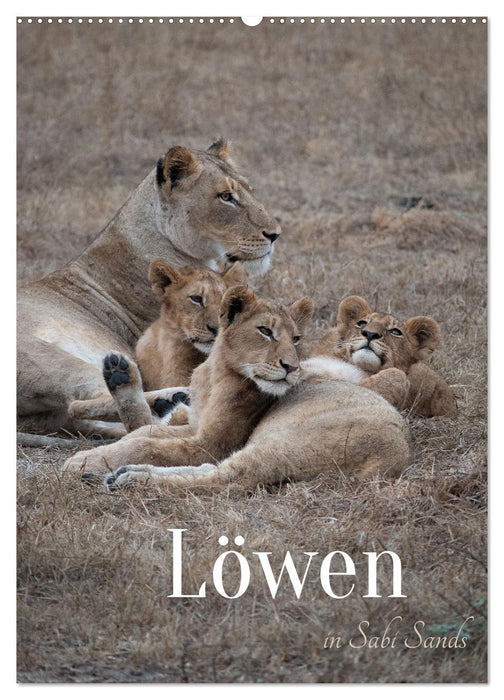 Löwen in Sabi Sands (CALVENDO Wandkalender 2027)