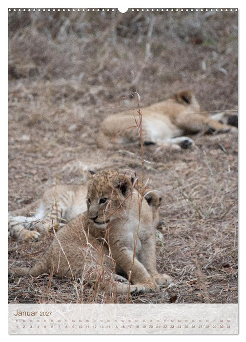 Löwen in Sabi Sands (CALVENDO Premium Wandkalender 2027)