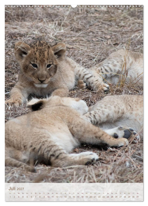 Löwen in Sabi Sands (CALVENDO Premium Wandkalender 2027)