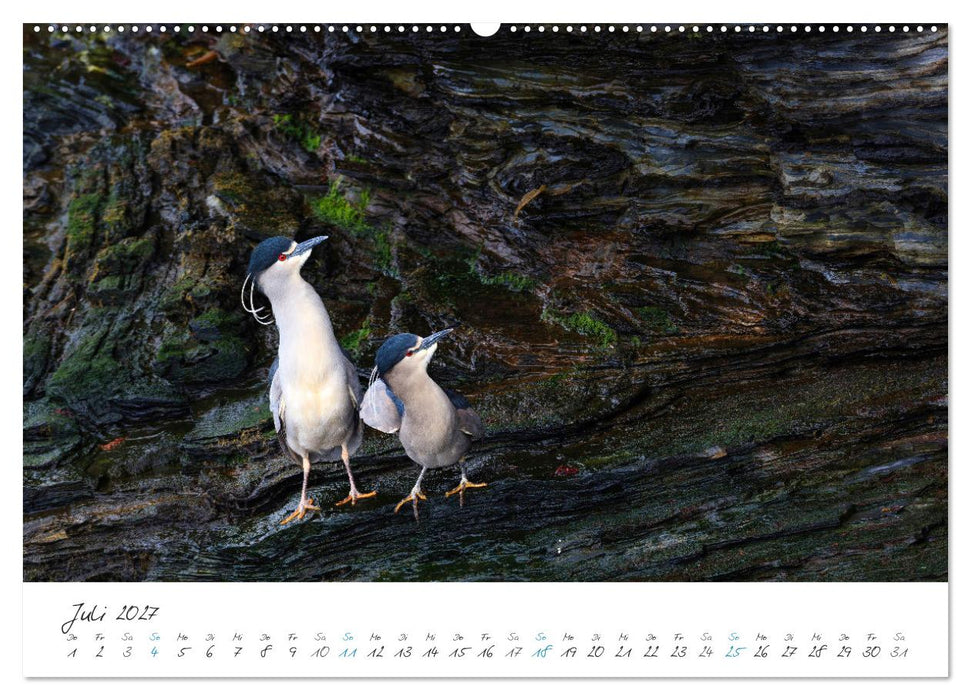 Tierisches von den Falklandinseln (CALVENDO Premium Wandkalender 2027)