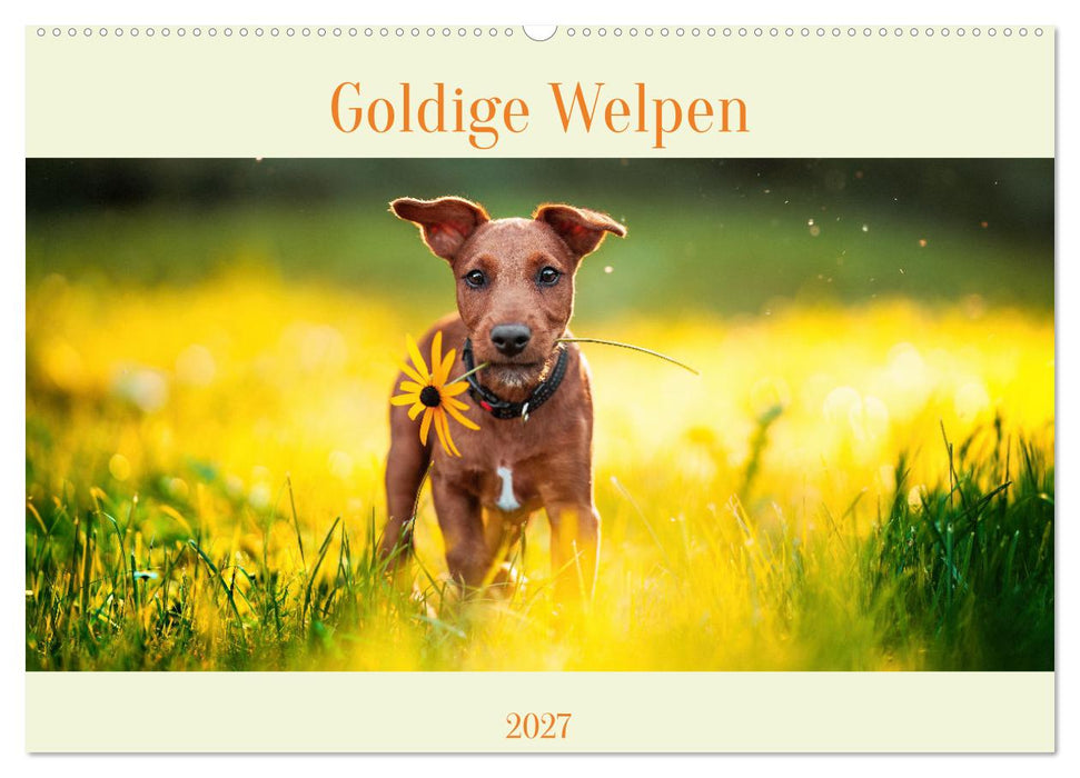 Pfotenblitzers Goldige Welpen (CALVENDO Wandkalender 2027)