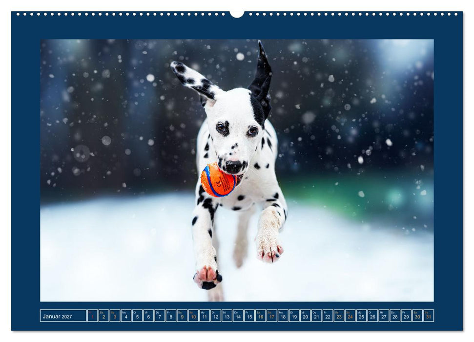 Pfotenblitzers Goldige Welpen (CALVENDO Wandkalender 2027)