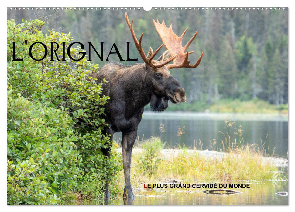 L'ORIGNAL, LE PLUS GRAND CERVIDÉ DU MONDE (CALVENDO Calendrier mensuel 2027)