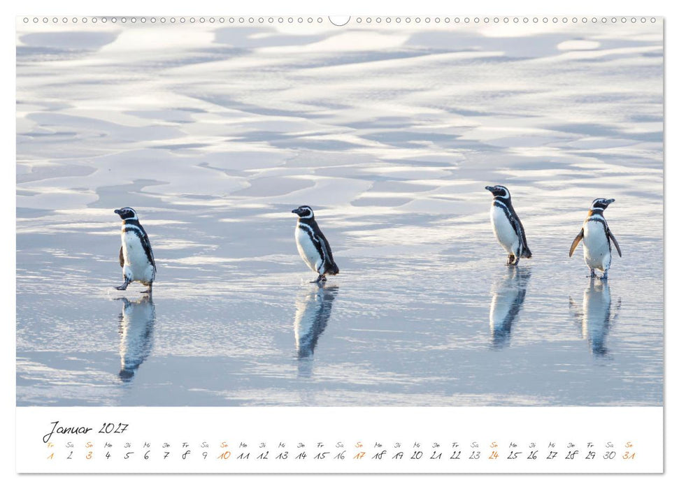 Tierisches von den Falklandinseln (CALVENDO Wandkalender 2027)