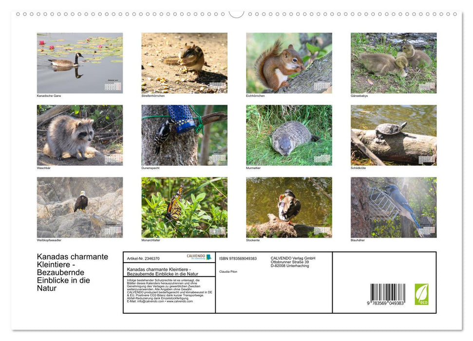 Kanadas charmante Kleintiere - Bezaubernde Einblicke in die Natur (CALVENDO Premium Wandkalender 2027)
