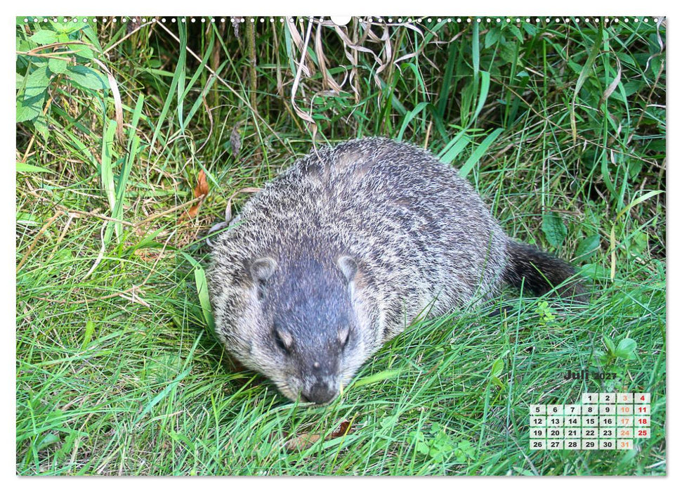 Kanadas charmante Kleintiere - Bezaubernde Einblicke in die Natur (CALVENDO Premium Wandkalender 2027)
