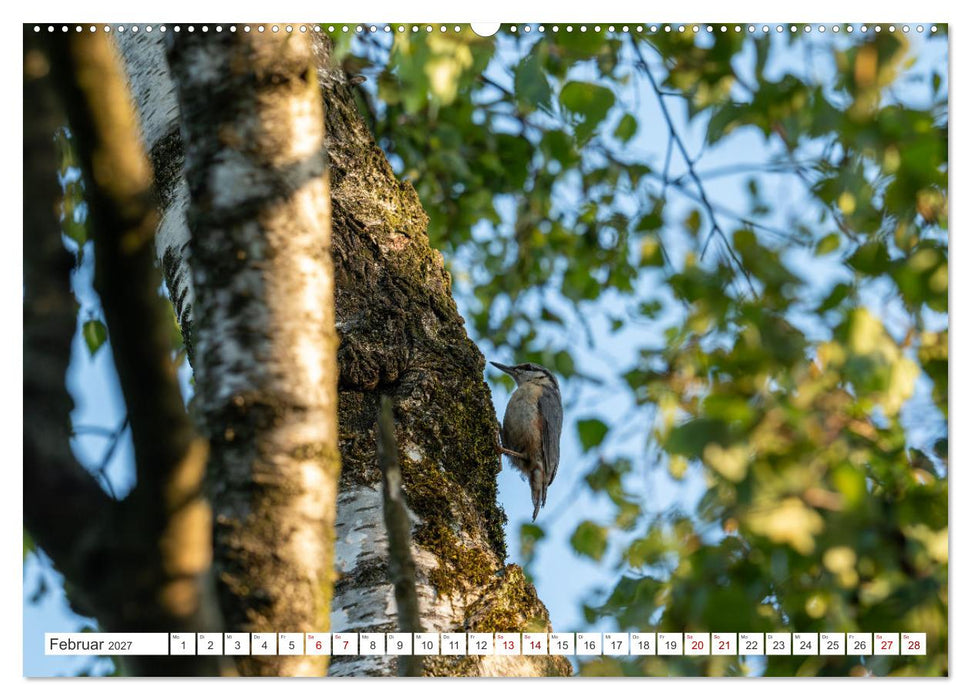 Wildvögel 2027 (CALVENDO Wandkalender 2027)