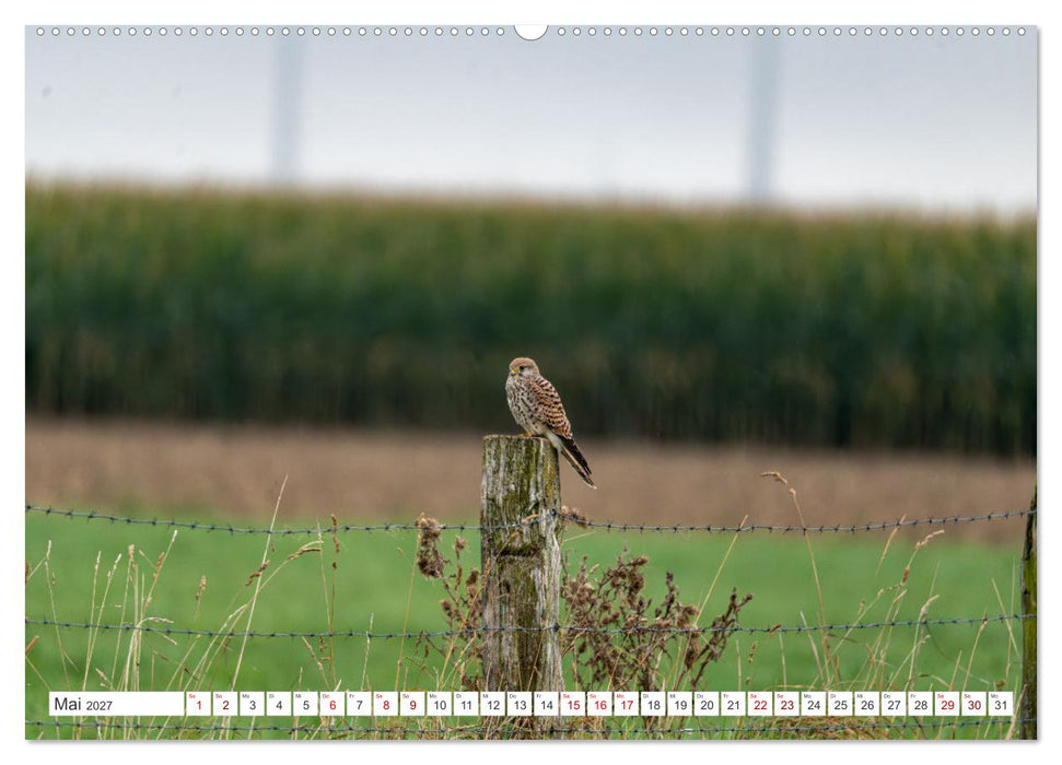 Wildvögel 2027 (CALVENDO Wandkalender 2027)